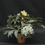 HELLEBORUS IBRIDO GOLD COLLETION "MONTE CRISTO" SU VASO CM 15
