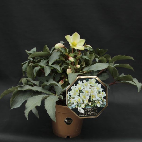HELLEBORUS IBRIDO GOLD COLLETION "MONTE CRISTO" SU VASO CM 15