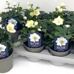 HELLEBORUS NIGER  SU VASO CM 12