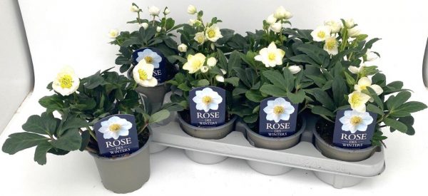 HELLEBORUS NIGER  SU VASO CM 12