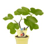 PIANTA DI FICO SU VASO 12 BIO