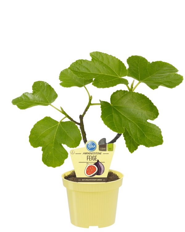 PIANTA DI FICO SU VASO 12 BIO
