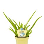 PIANTA DI ALOE VERA BARBARDENSIS BIO SU VASO 12
