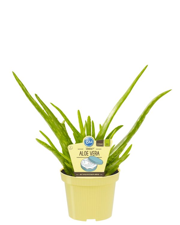 PIANTA DI ALOE VERA BARBARDENSIS BIO SU VASO 12