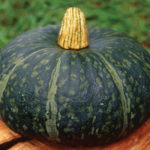 ZUCCA DELICA IN CONFEZIONE DA 4 PIANTINE