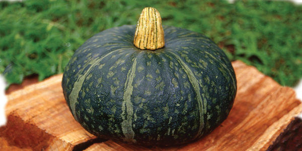 ZUCCA DELICA IN CONFEZIONE DA 4 PIANTINE
