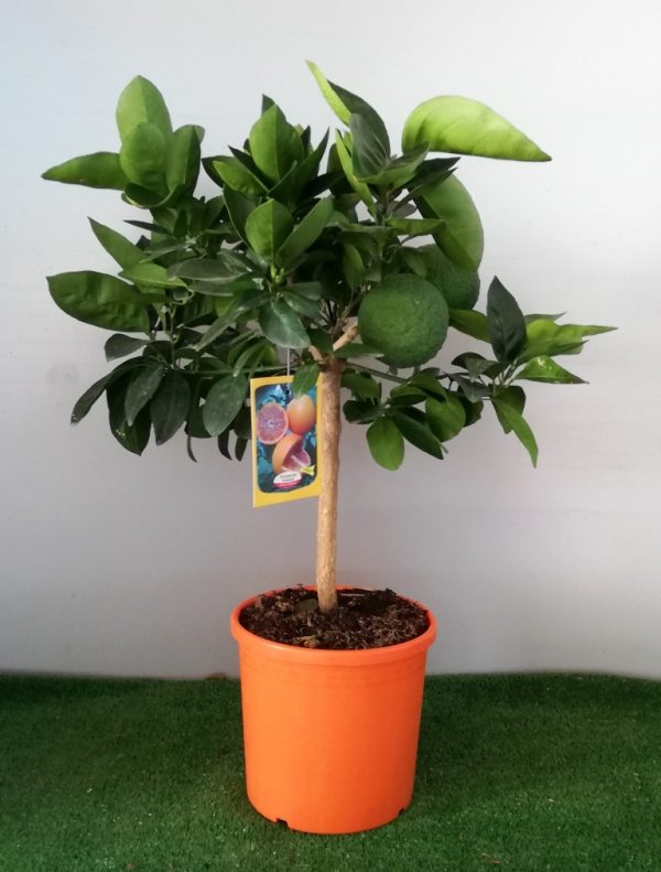 PIANTA DI AGRUMI ARANCIO SU VASO 20 H80