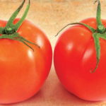 PIANTA DI POMODORO BODAR IN CONFEZIONE DA 6 PIANTINE