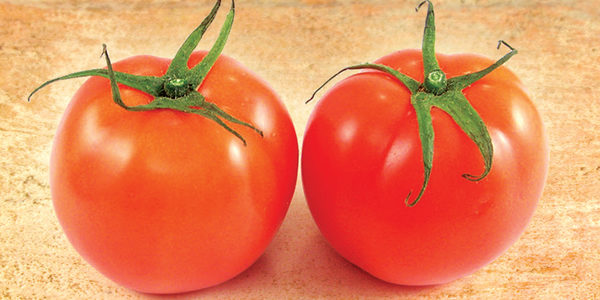 PIANTA DI POMODORO BODAR IN CONFEZIONE DA 6 PIANTINE