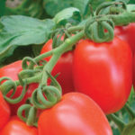 POMODORO CIRO SENZA PALO IN CONFEZIONI DA 6 PIANTE