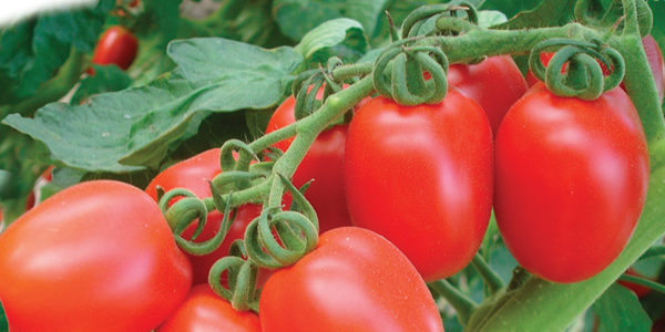 POMODORO CIRO SENZA PALO IN CONFEZIONI DA 6 PIANTE