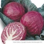 PIANTE DI CAVOLO CAPPUCCIO ROSSO TONDO IN CONFEZIONE DA 9 PIANTINE