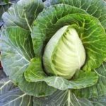 PIANTE DI CAVOLO CAPPUCCIO A CUORE IN CONFEZIONE DA 6 PIANTINE