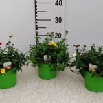 PIANTA DI NEMESIA SU VASO CM 14 TRICOLOR