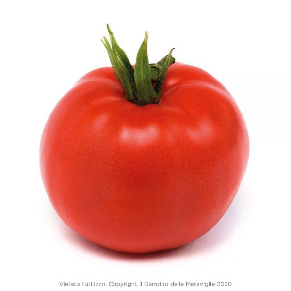 PIANTA DI POMODORO OPTIMA IN CONFEZIONE DA 6 PIANTINE