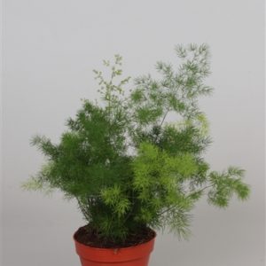 PIANTA DI ASPARAGUS MYRIOCLADUS  SU VASO CM 12