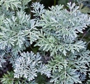 PIANTA DI ARTEMISIA SU VASO 14
