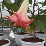 PIANTA DI BRUGMANSIA SU VASO CM 20 "TROMBONE D' ANGELO"