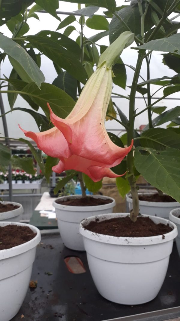 PIANTA DI BRUGMANSIA SU VASO CM 20 "TROMBONE D' ANGELO"