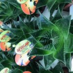 PIANTA DI ALOE COSMO SU VASO CM 12 H CM 14