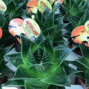PIANTA DI ALOE COSMO SU VASO CM 12 H CM 14