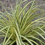 CAREX EVERGOLD SU VASO 9.5