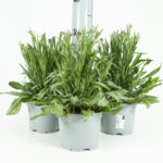 PIANTA DI FIORDALISO SU VASO CM 13 - immagine 3