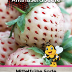 PIANTA DI FRAGOLA BIANCA GUSTO ANANAS SU VASO CM 9.5