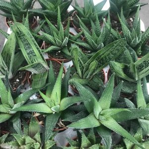 HAWORTHIA SU VASO CM 5