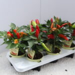 PIANTA DI PEPERONCINO BIO SEMI PICCANTE SU VASO CM 12