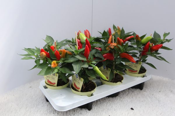 PIANTA DI PEPERONCINO BIO SEMI PICCANTE SU VASO CM 12