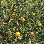 PIANTA DI PONCIRUS TRIFOLIATA SU VASO CM 20 H 80/90 CM