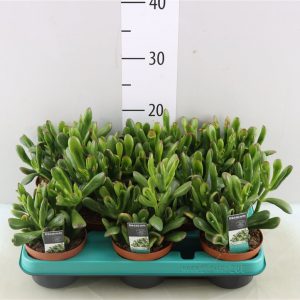 CRASSULA HOBBIT SU VASO 5