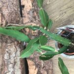 PIANTA DI "DRAGON FRUIT" CACTUS O PITAYA HYLOCEREUS UNDATUS SU VASO CM 14