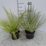 PIANTA DI ACORUS GRAMINEUS SU VASO CM 13 IN CONFEZIONE DA 02 PEZZI