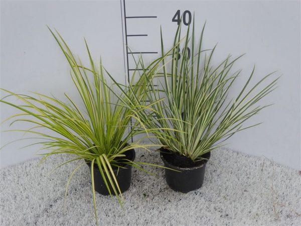 PIANTA DI ACORUS GRAMINEUS SU VASO CM 13 IN CONFEZIONE DA 02 PEZZI
