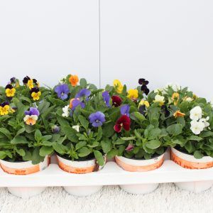 VIOLA CORNUTA TRIO SU VASO CM 13