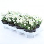 PIANTA DI IBERIS SU VASO CM 13 H CM 15/20