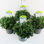 PIANTA DI IBERIS SU VASO CM 13 H CM 15/20 - immagine 2