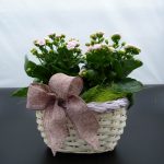 Piante di Kalanchoe su cesto in vimini - immagine 2