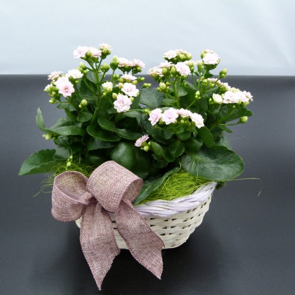 Piante di Kalanchoe su cesto in vimini