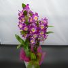 Composizione Floreale
