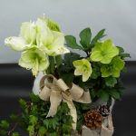 Idee Regalo Floreali