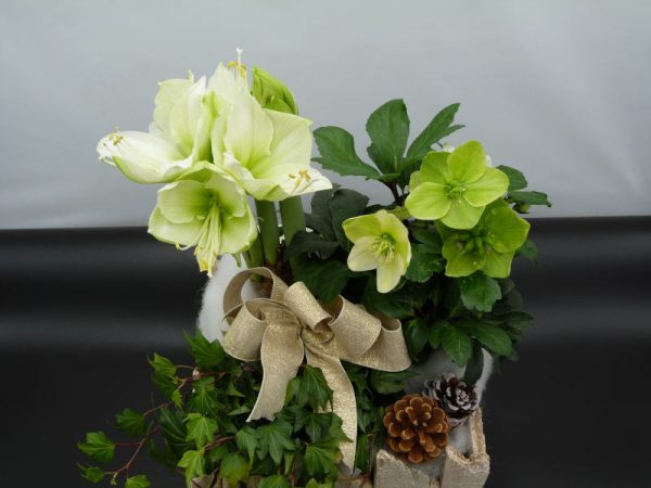 Idee Regalo Floreali