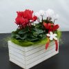 Composizioni fiori regalo
