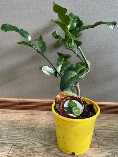 PIANTA DI AGRUMI CITRUS HYSTRIX (combava) VASO 13