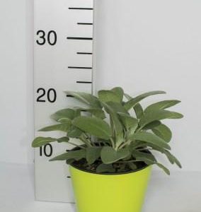 Salvia foglia larga su vaso cm 14