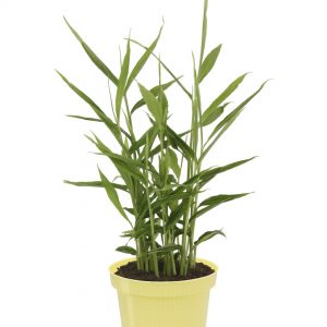 Pianta di Zenzero su vaso cm 12 h 50/60 cm