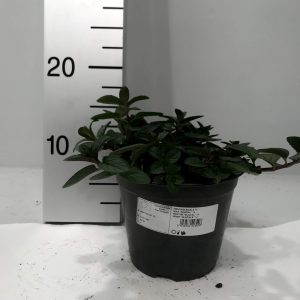 Menta glaciale su vaso cm 14
