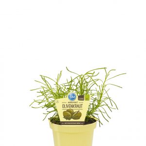 Pianta di Erba Olivella "Santolina Viridis" su vaso cm 12
